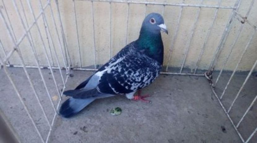 Hung 13 vandut - Voiajori straini-14 vanduti