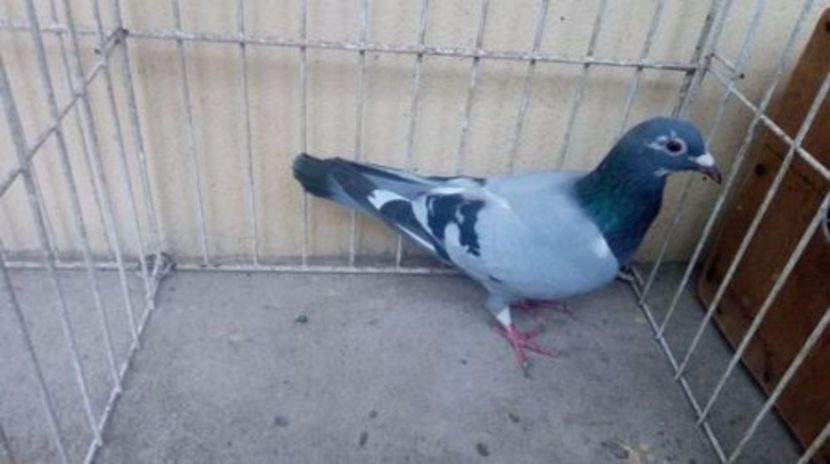 Sk 16 vandut - Voiajori straini-14 vanduti