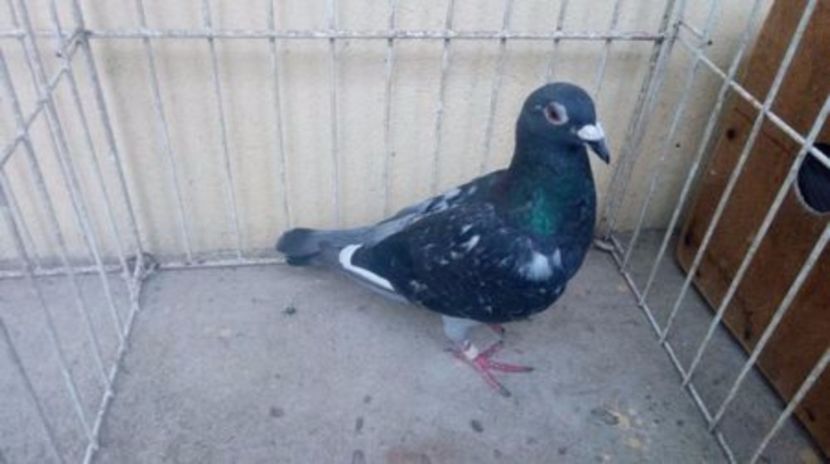 PL 13 vandut - Voiajori straini-14 vanduti