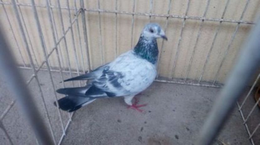 Hung 13 vandut - Voiajori straini-14 vanduti