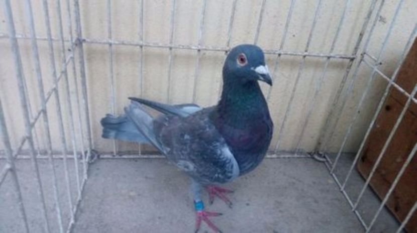 SK 16 vandut - Voiajori straini-14 vanduti