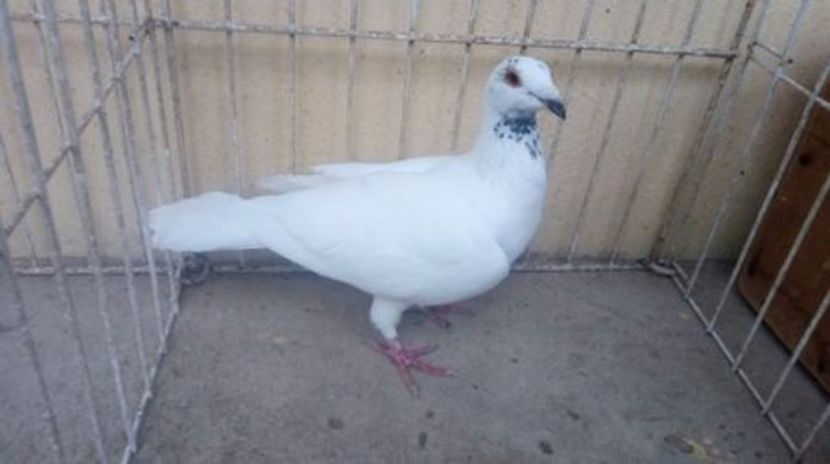 CRO 13 vandut - Voiajori straini-14 vanduti