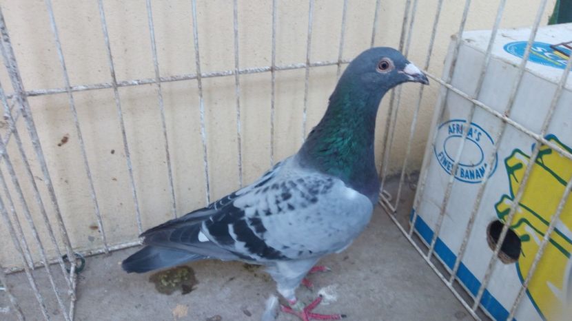 NL 15 vandut - Voiajori straini-14 vanduti