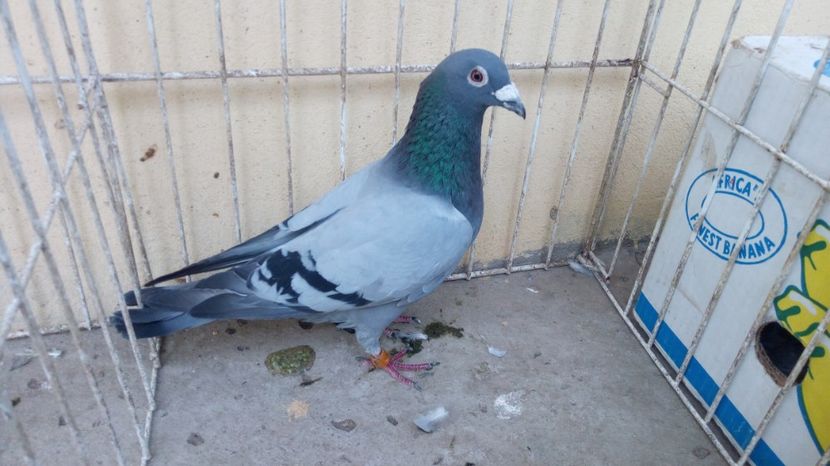 NL 14 vandut - Voiajori straini-14 vanduti