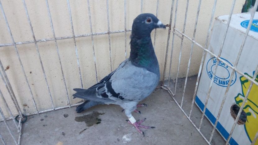 Serb 17 vandut - Voiajori straini-14 vanduti