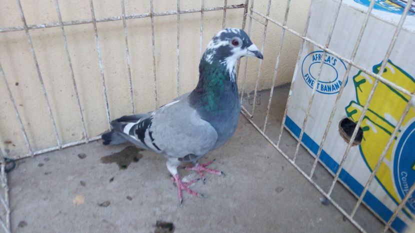 Hung 15 vandut - Voiajori straini-14 vanduti