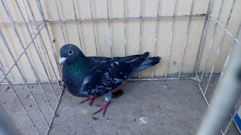 NL 10 vandut - Voiajori straini-14 vanduti