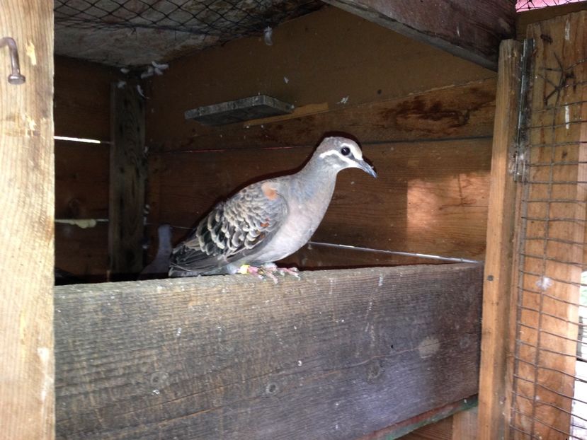  - Porumbei aripa de bronz