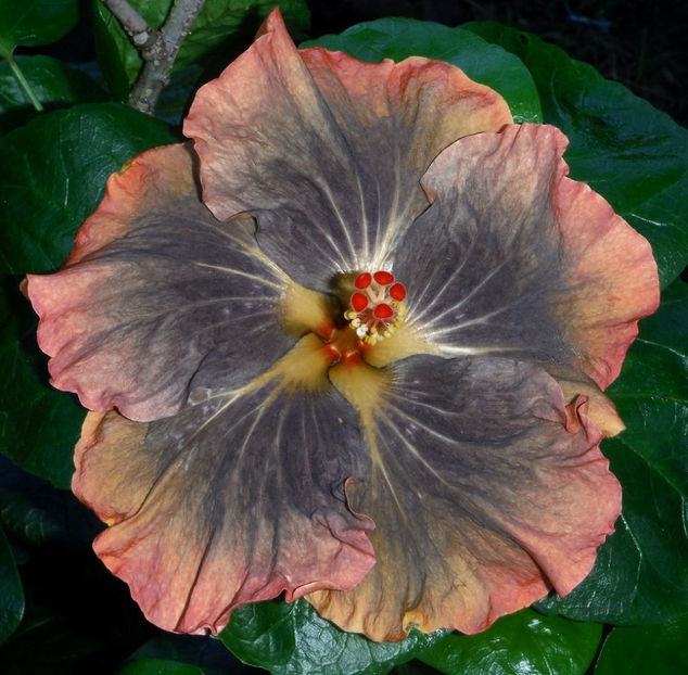 rez LMMA Suflet Trist - puiuti din seminte de vanzare