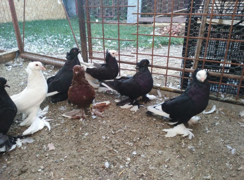  - Pui uriasi maghiari 2017