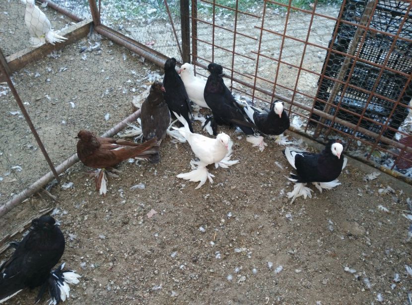  - Pui uriasi maghiari 2017