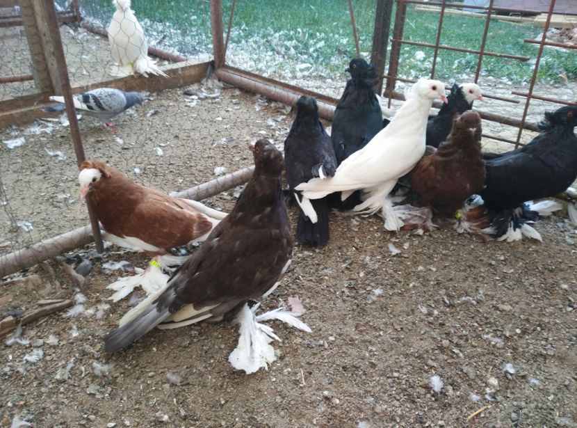  - Pui uriasi maghiari 2017