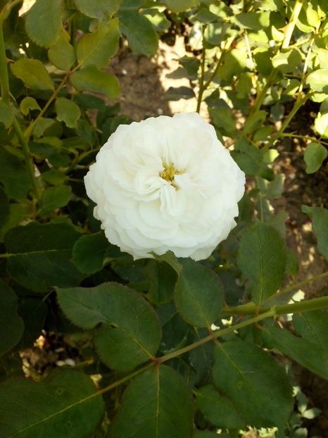 boule de neige - 0 TRANDAFIRI 2017
