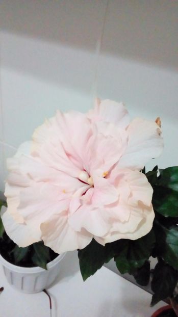 P_20170911 - Hibiscus