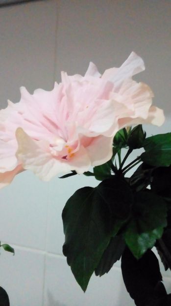 P_20170911_203949_BF - Hibiscus