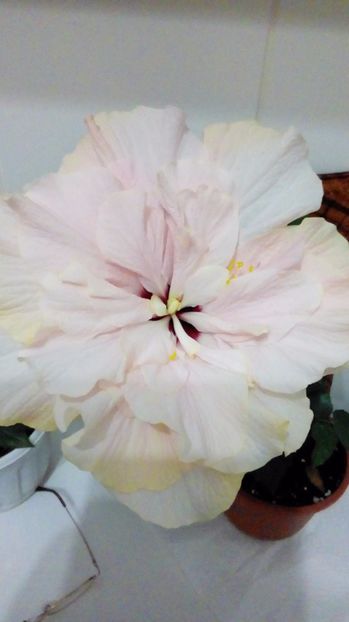 P_20170911_203841_BF - Hibiscus