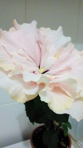 P_20170911_203920_BF - Hibiscus