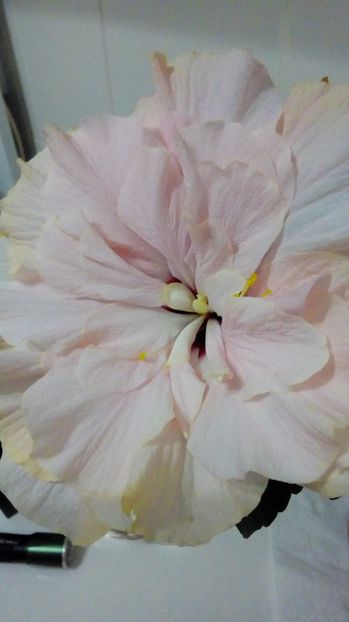 P_20170911_203822_BF - Hibiscus