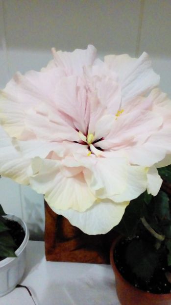 P_20170911_203808_BF - Hibiscus
