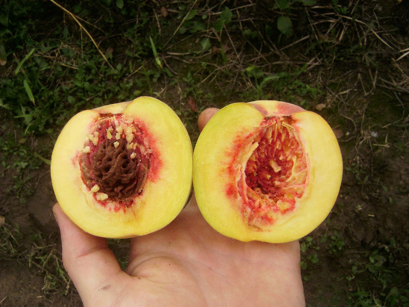 Piersica Flacara 8 - Piersic Flacăra