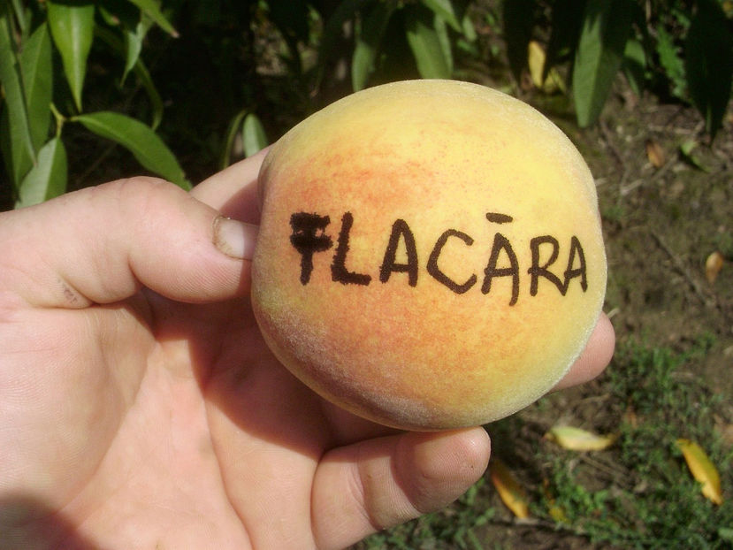 Piersica Flacara - Piersic Flacăra