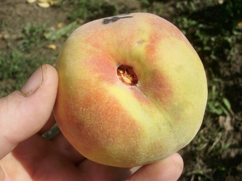 Piersica Flacara 1 - Piersic Flacăra