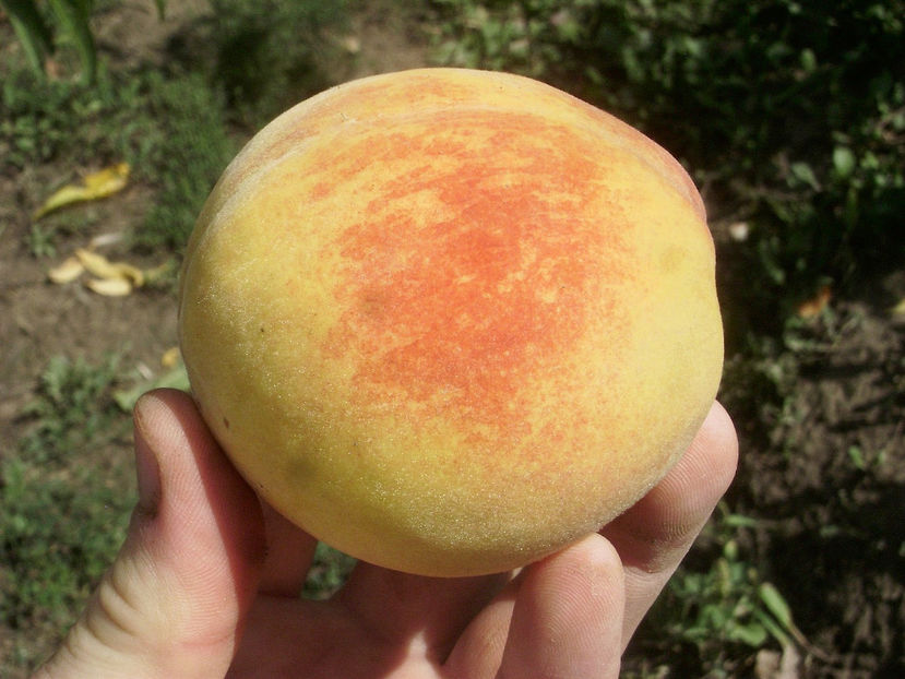 Piersica Flacara 3 - Piersic Flacăra