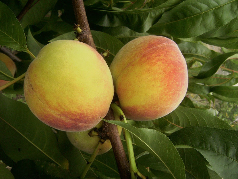 Piersica Flacara 6 - Piersic Flacăra