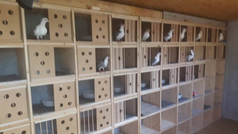 21616899_686107841596910_1718221974_o - 1905 Luci Damian