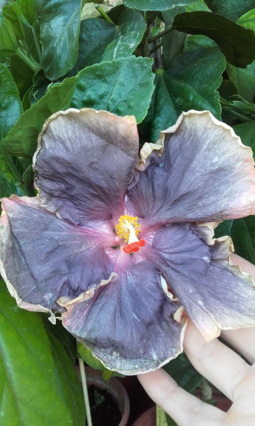 ciufulit de vant - Hibi Black Metal