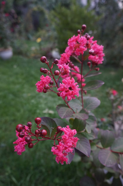  - Lagerstroemia indica