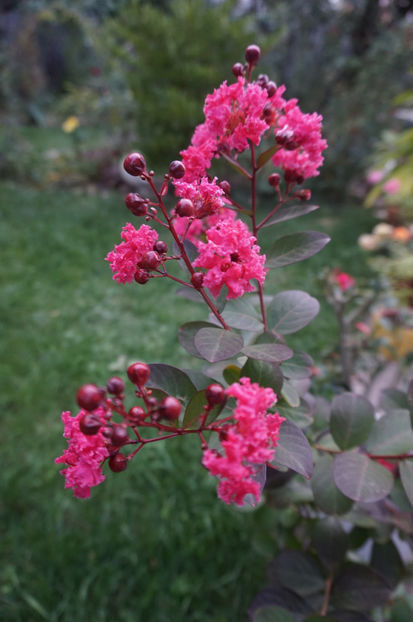  - Lagerstroemia indica
