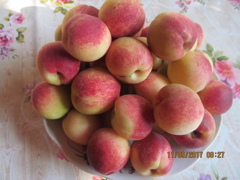  - piersicute de ale noastre