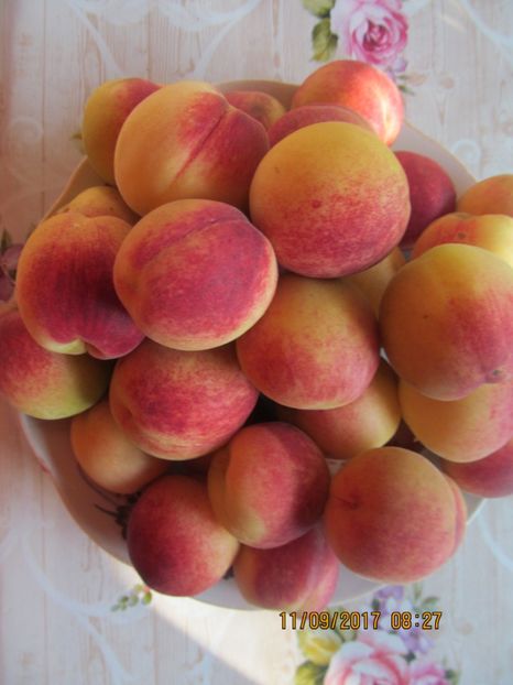  - piersicute de ale noastre