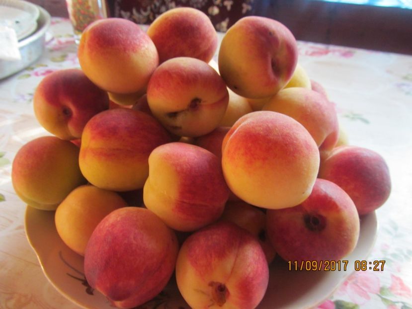  - piersicute de ale noastre