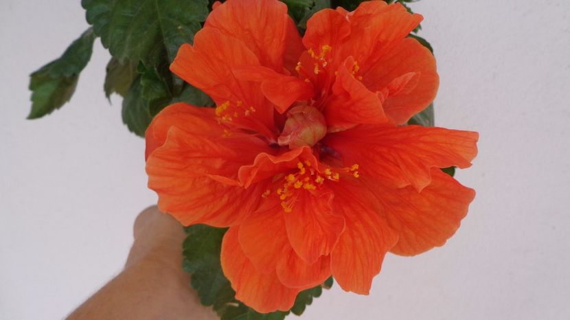  - A-HIBISCUSI 2017