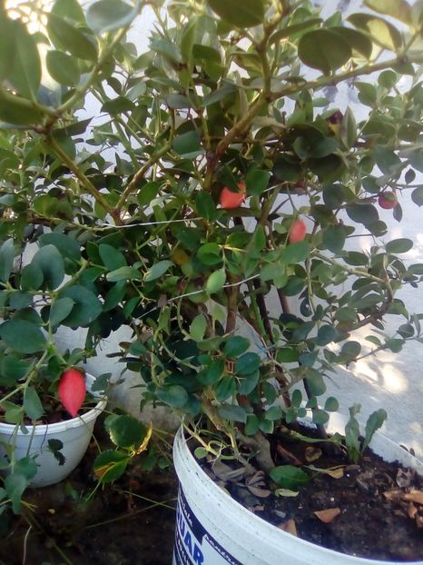 Carissa macrocarpa cu fructe - 1 De vinzare plante