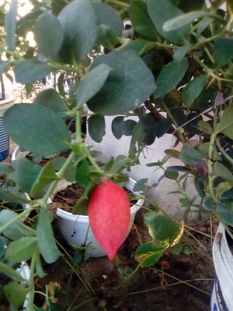 Fruct de prun natal - 1 De vinzare plante