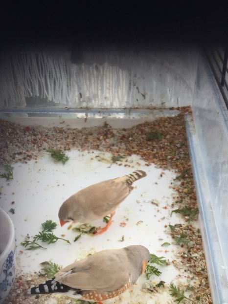 Zebre - Zebre australiene