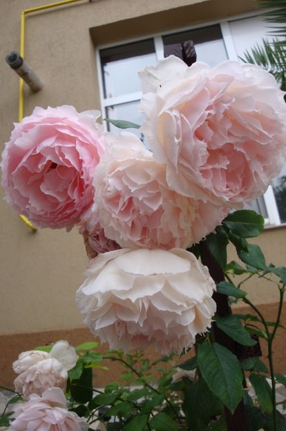  - The Wedgewood Rose