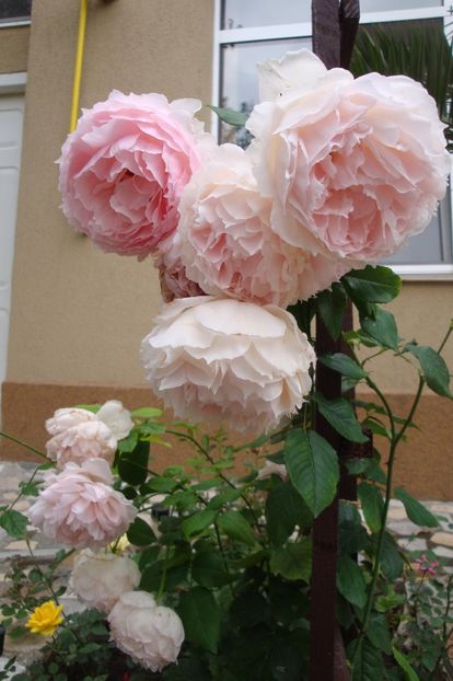  - The Wedgewood Rose