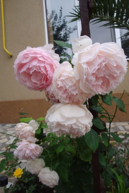  - The Wedgewood Rose