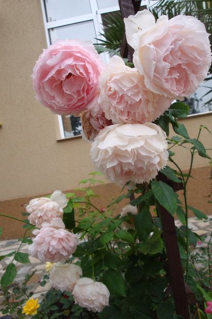  - The Wedgewood Rose