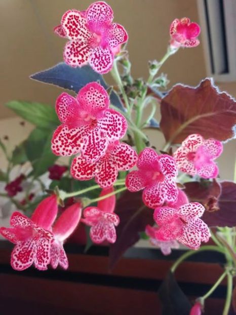 Kohleria Queen Olympus - 2017 - KOHLERII