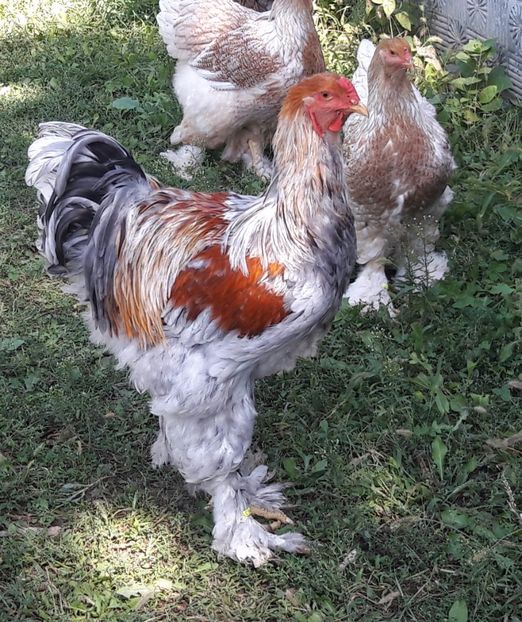  - a__Pui si tineret brahma 2017