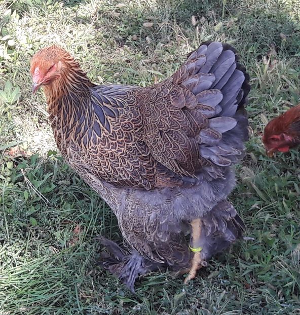  - a__Pui si tineret brahma 2017