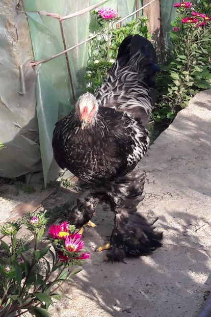  - a__Pui si tineret brahma 2017