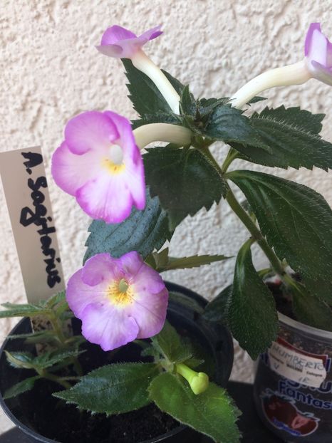 Sagitarius & Humberto V. - Comparații