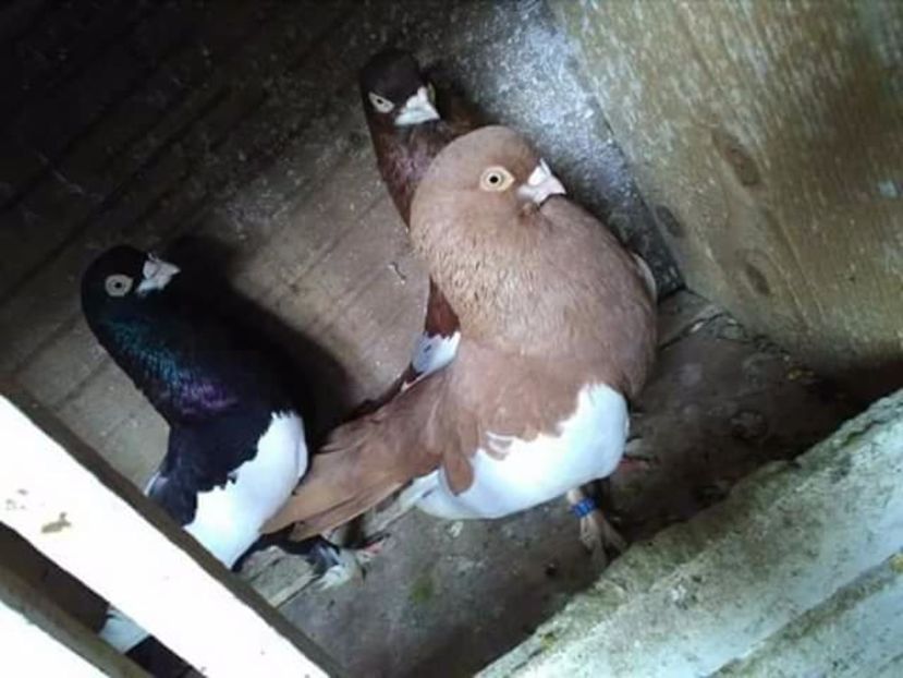  - Bălțați Românești