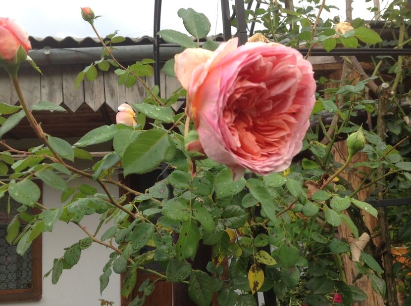  - Abraham Darby 2017 2018 2019 2020